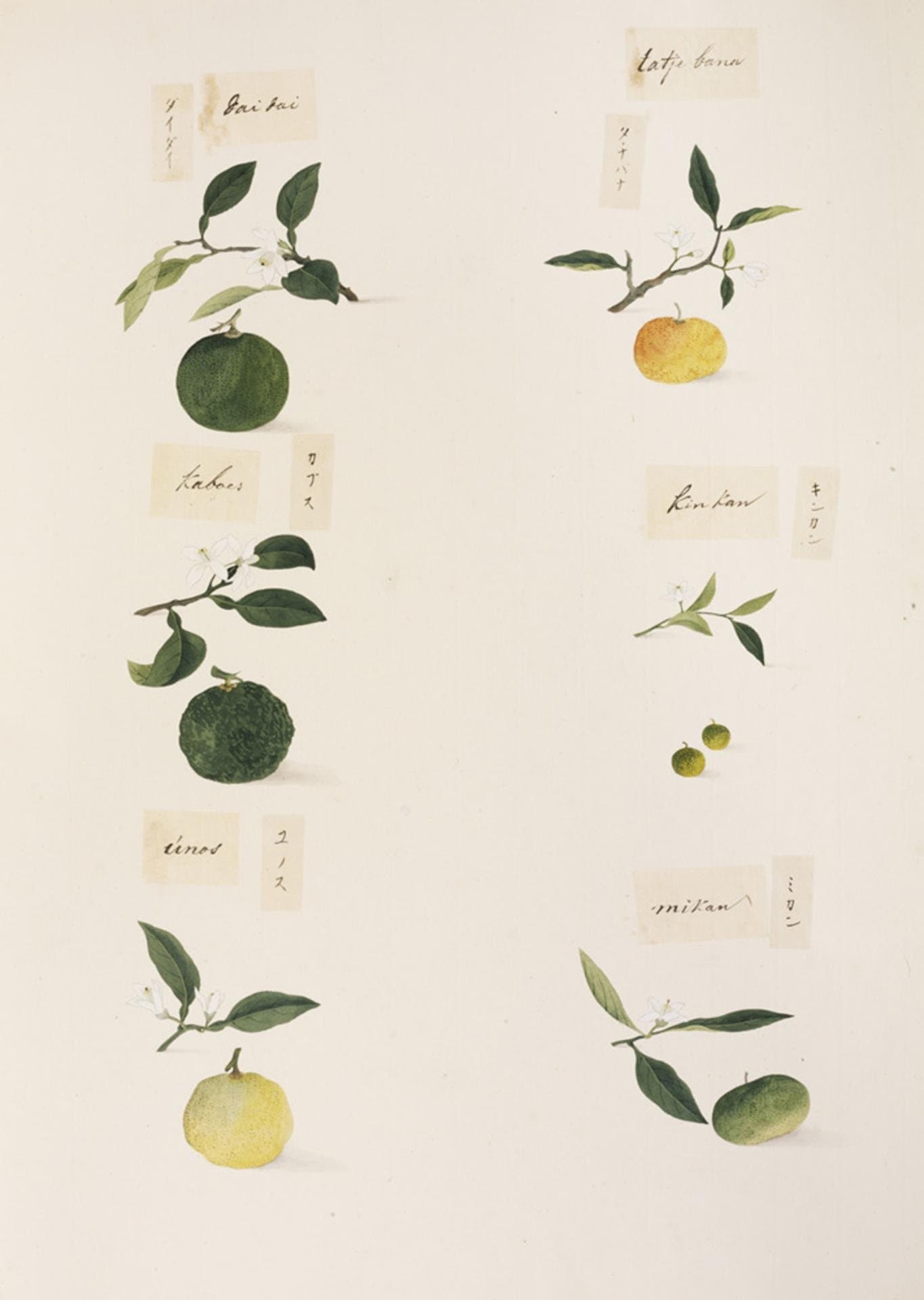 Edo-period botanical study of several Japanese citrus by Ishizaki Yūshi