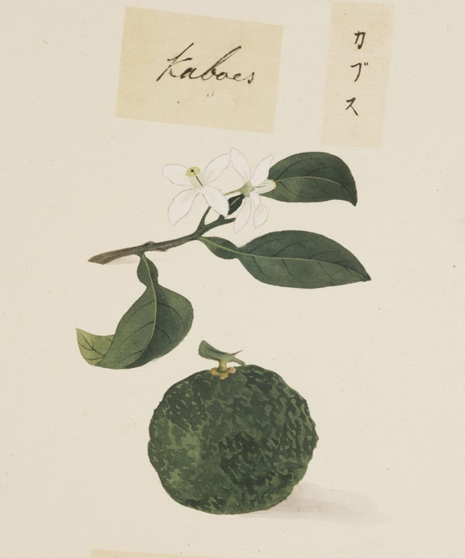 Edo-period watercolor of a kabosu fruit and blossom by Ishizaki Yūshi
