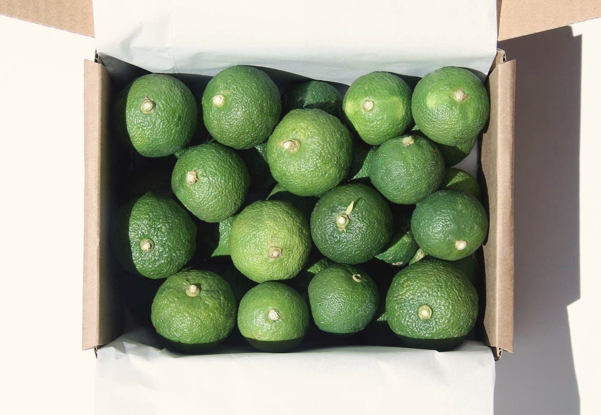 A box of freshly harvested green sudachi, neatly packed in rows