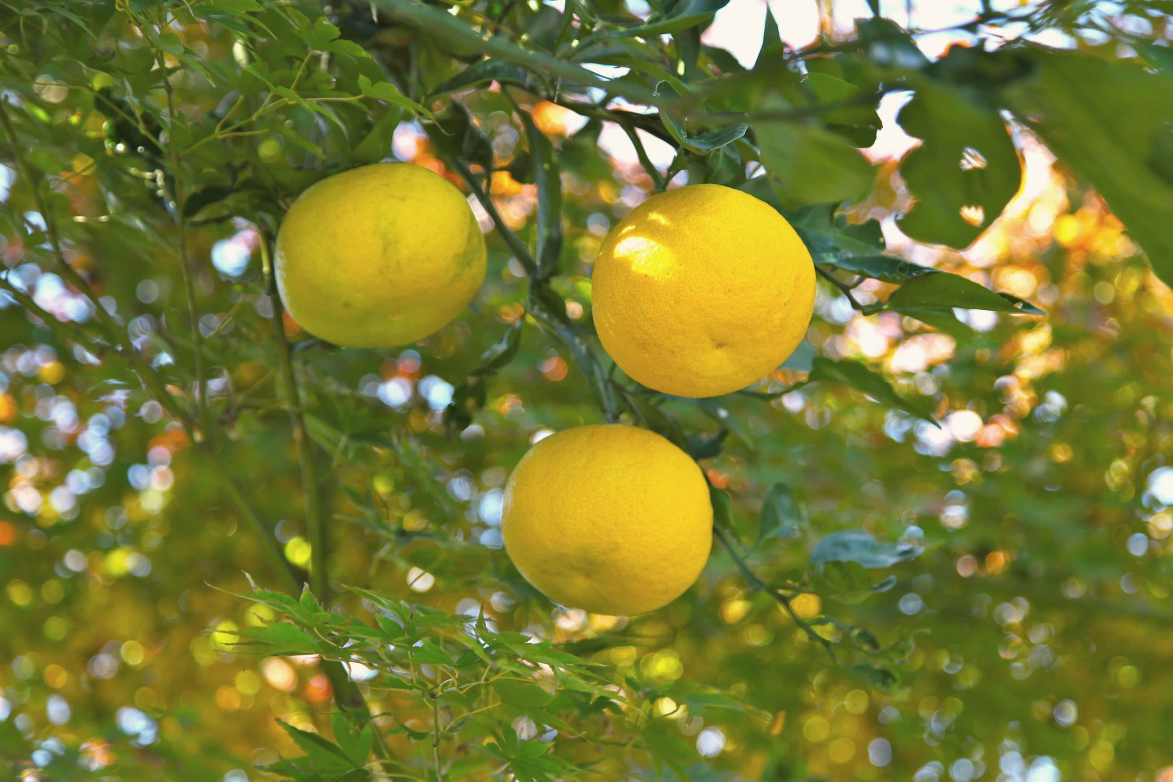 Golden yuzu hanging among green leaves, lit by low autumn sun